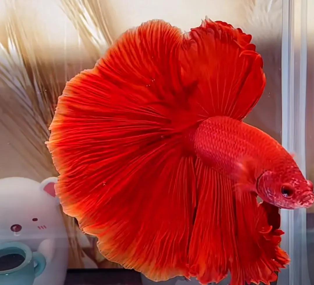 泰国斗鱼vs泰国斗鱼,泰国斗鱼和中国斗鱼为什么不一样