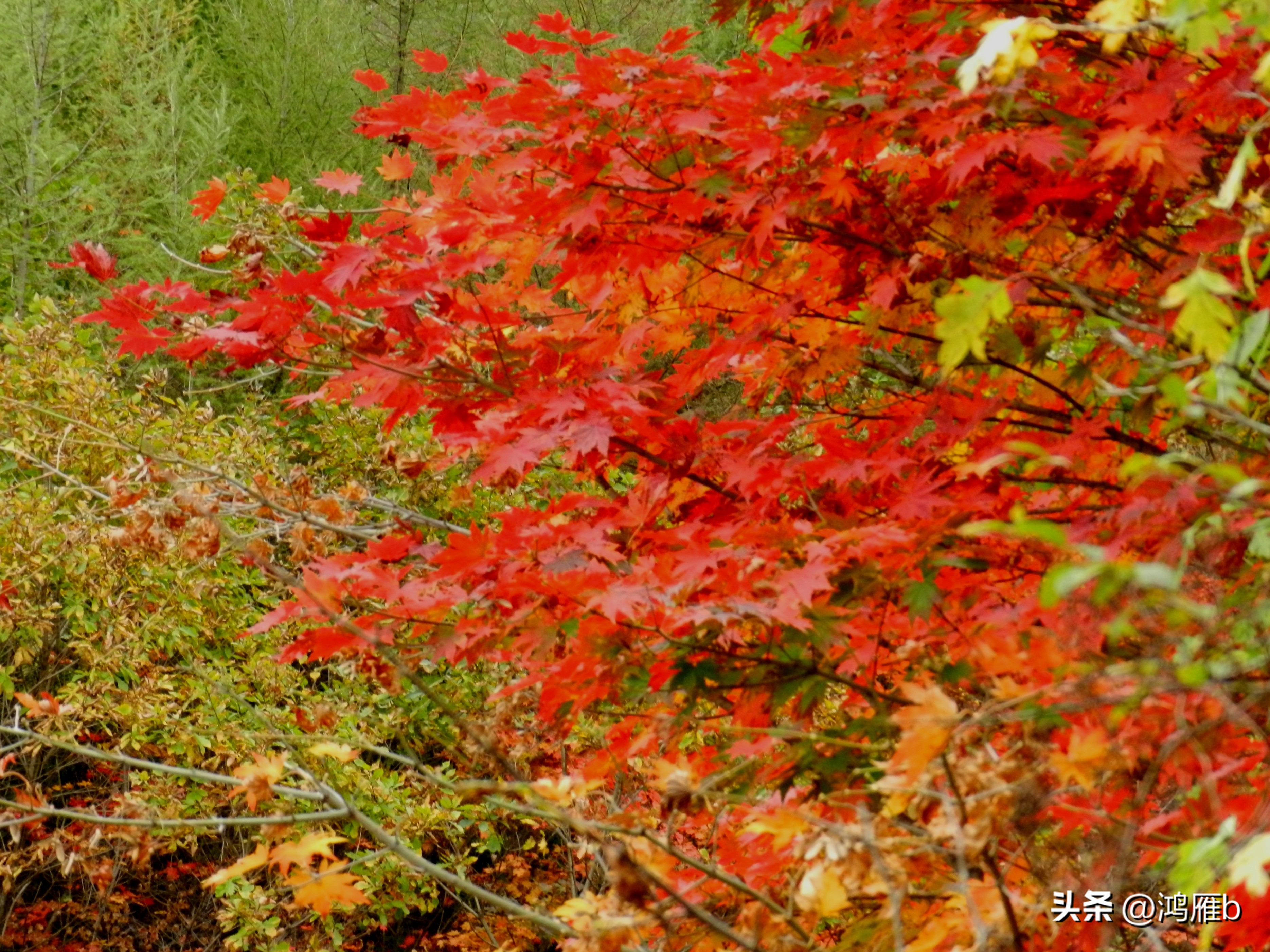 本溪温泉汤沟门票价格,本溪花溪沐枫雪温泉小镇