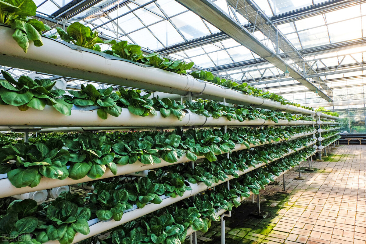 蔬菜绿色生产的实用技术,全自动智能芽苗菜生产技术