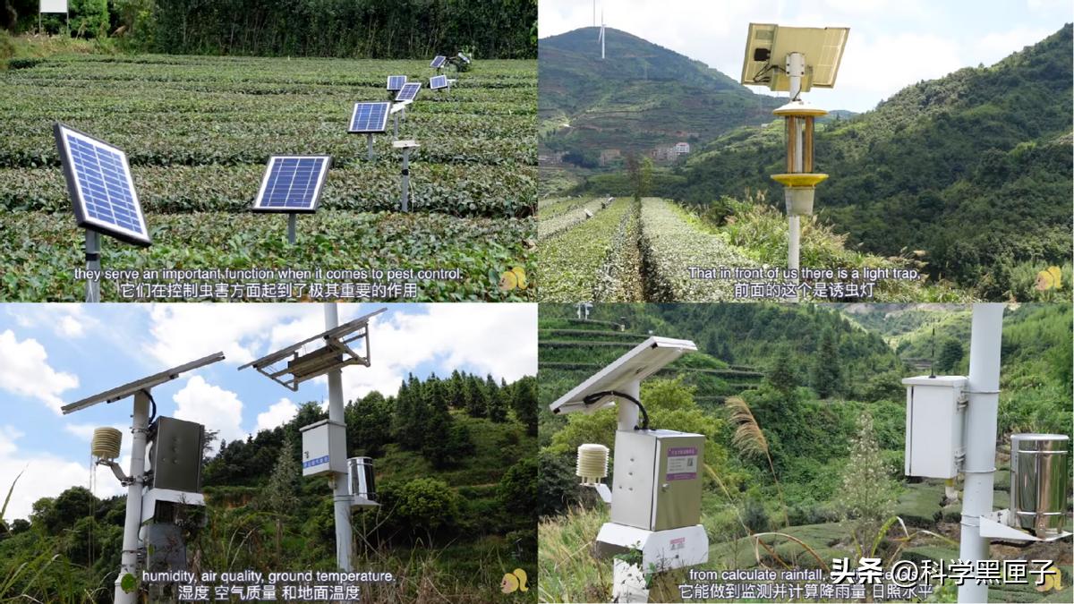 八马茶业网红茶,八马茶业让天下人喝好茶