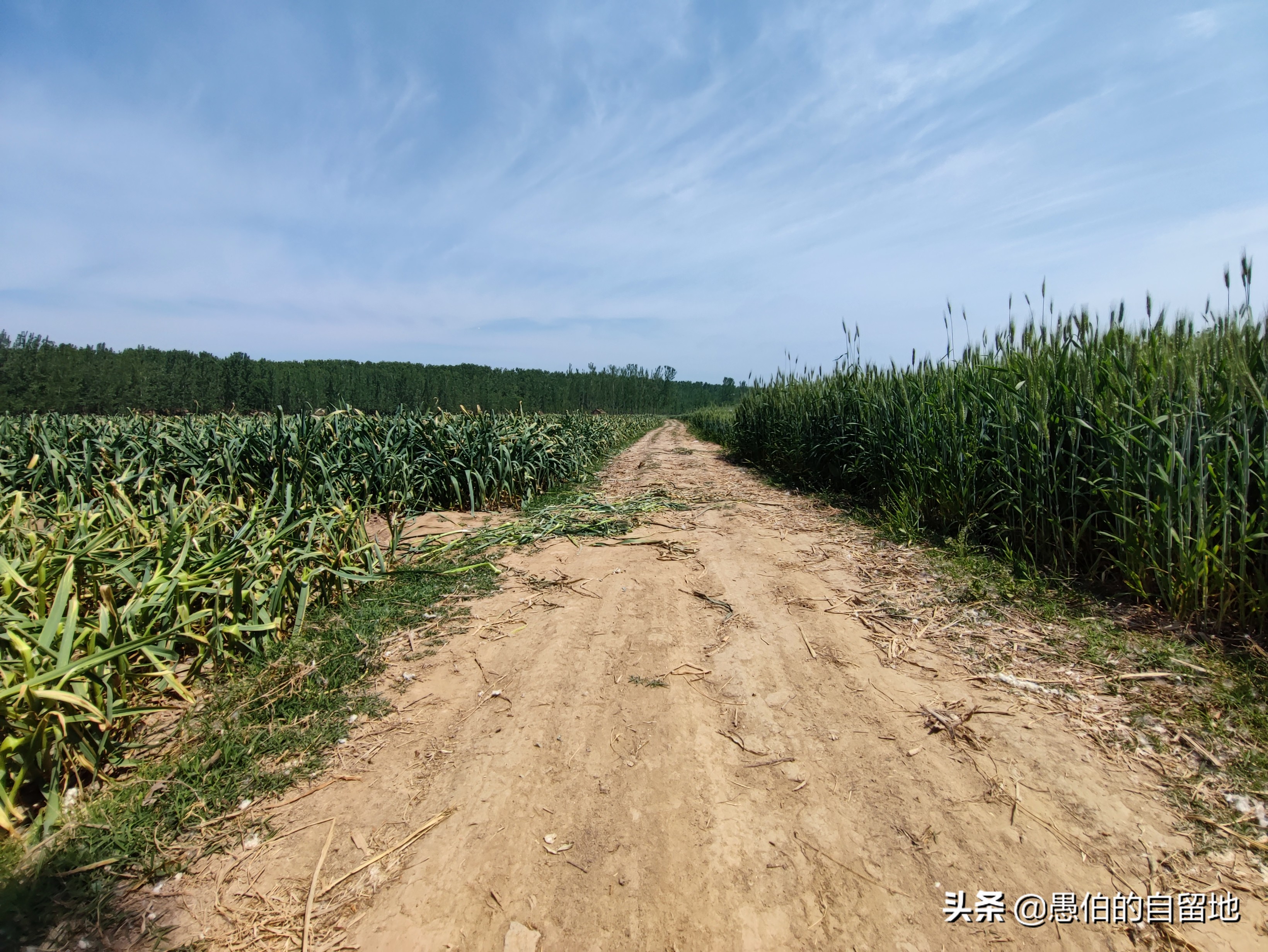 五一快到了农村拔蒜苔,五一劳动节收蒜苔