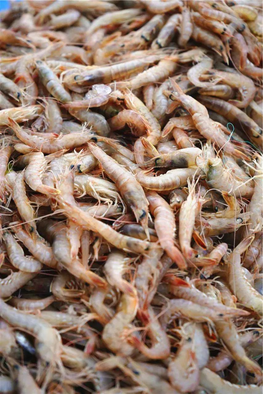 如何挑选冰冻好的小海鲜,最实用的各种海鲜做法都在这里啦