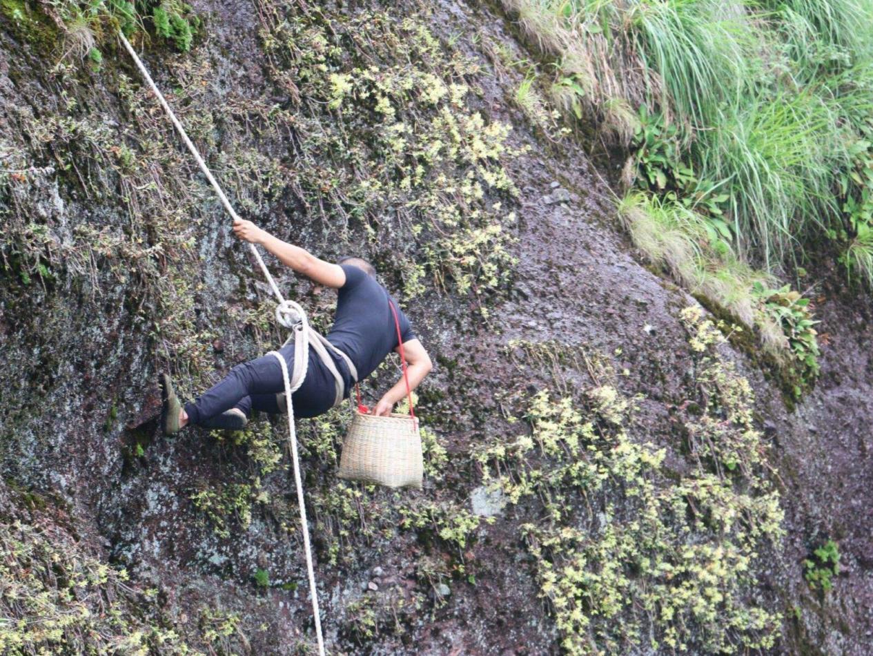 野生石斛一般多少一克,野生新鲜石斛的功能与用法