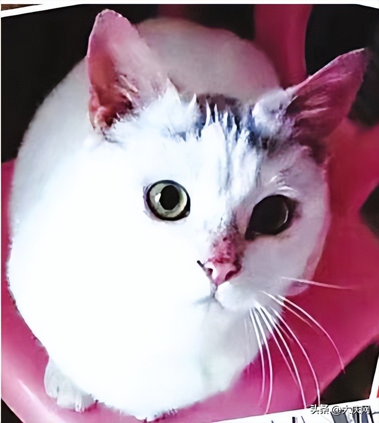 张洪英儿科,张洪英年轻照片