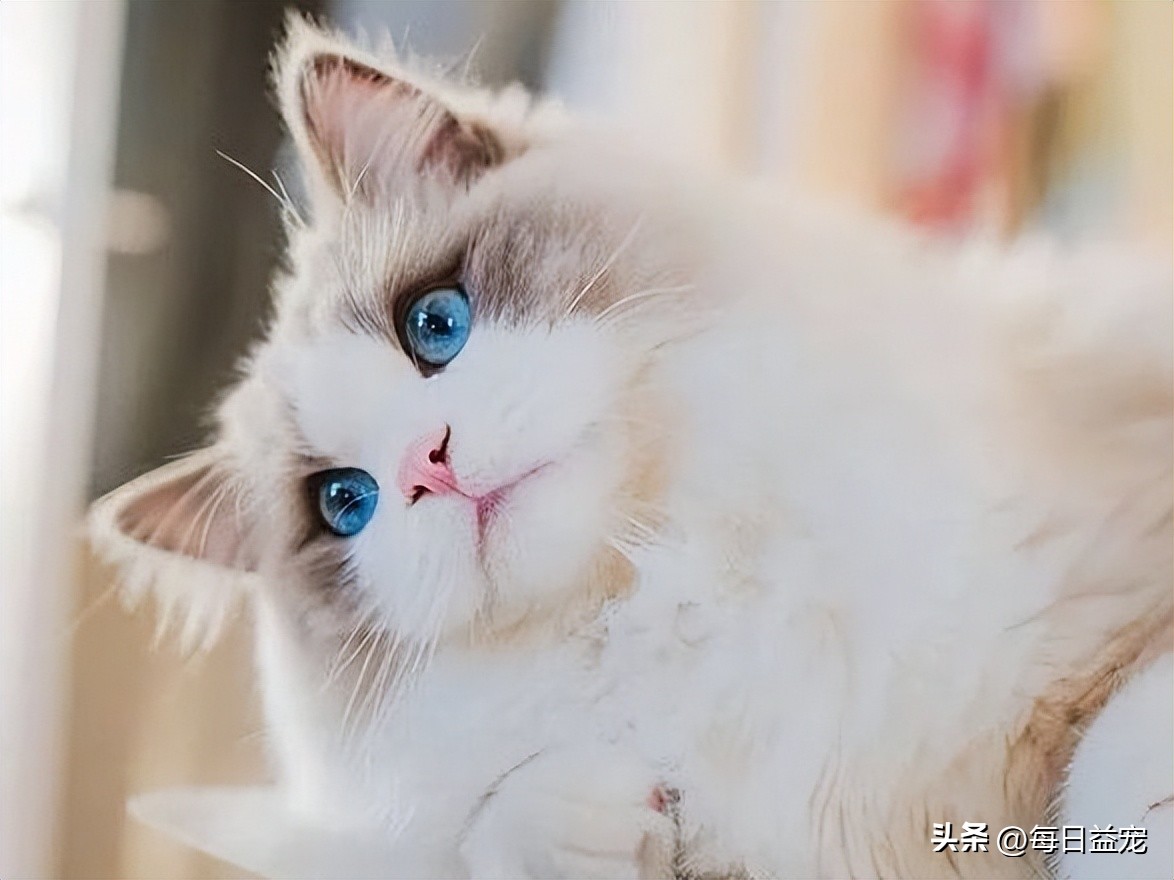 布偶猫多少钱一只长不大,布偶猫为什么价格相差那么大