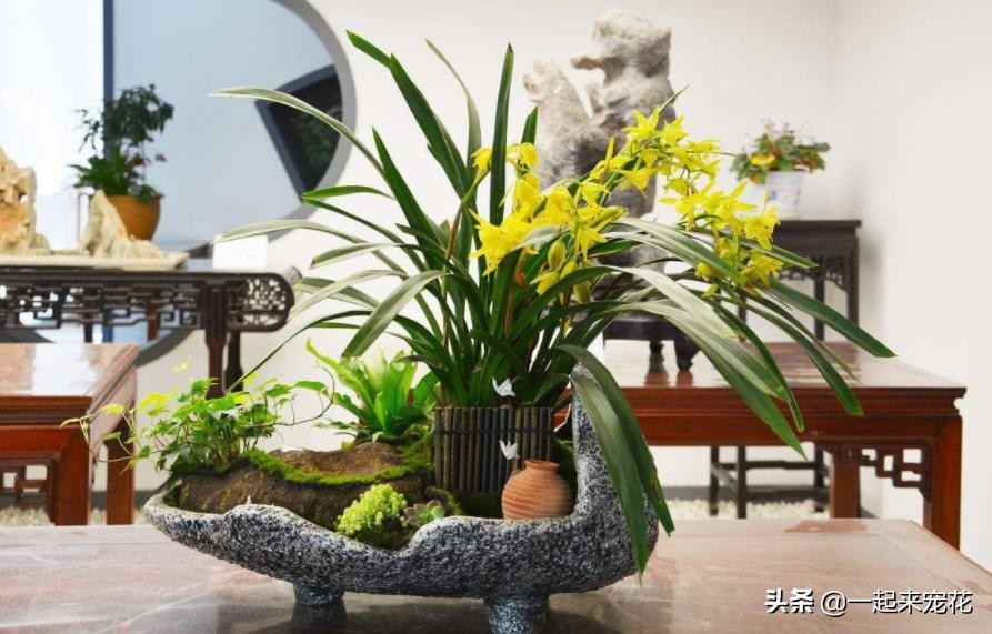 木屑种石斛兰花浇水正确方法,木屑养兰花视频教程