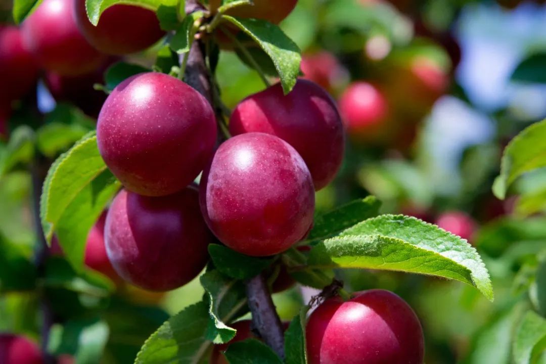 几月最适合吃什么水果,最适合七月吃的水果是什么