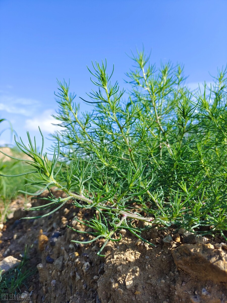 春天不可辜负的六种野菜,十大高钙野菜排名