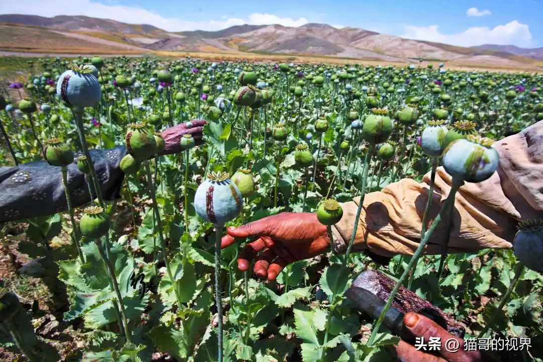 天堂很远中国很近,天堂很远墨西哥