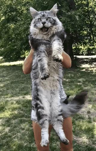 缅因库恩猫银虎斑,缅因猫浅银虎斑