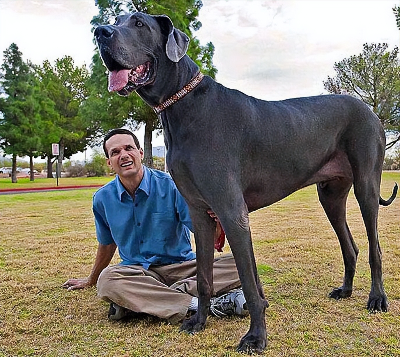 这六种富贵狗谁养谁发财,什么狗最好养又听话命长