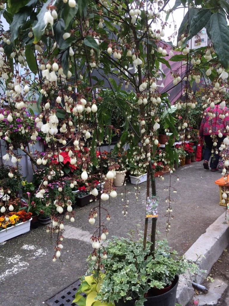 养了一年的垂丝茉莉终于开花了,垂丝茉莉立秋后如何养护