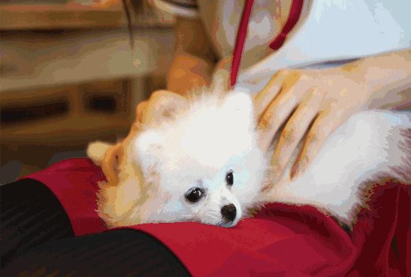 狗狗和你不亲,狗狗见人不亲也不叫