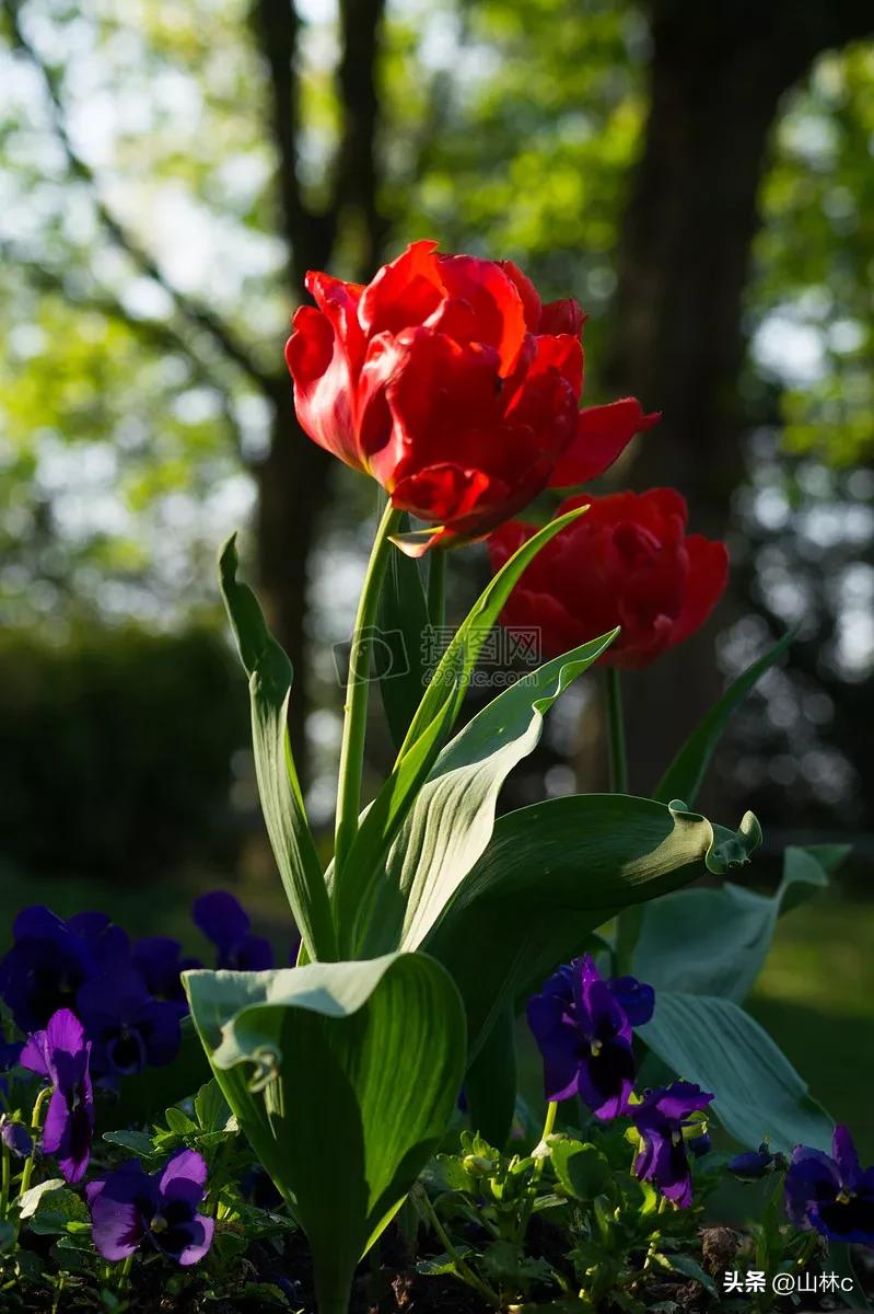各种各样的鲜花尽情开放争芳斗艳,各种颜色的鲜花开得好美丽动人