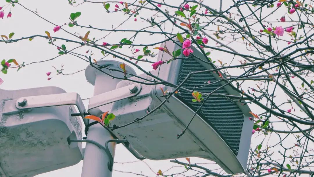 错过了一个秋天,错过了一个春秋