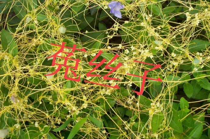 五子衍宗丸是道家古方,五子衍宗丸经典名方