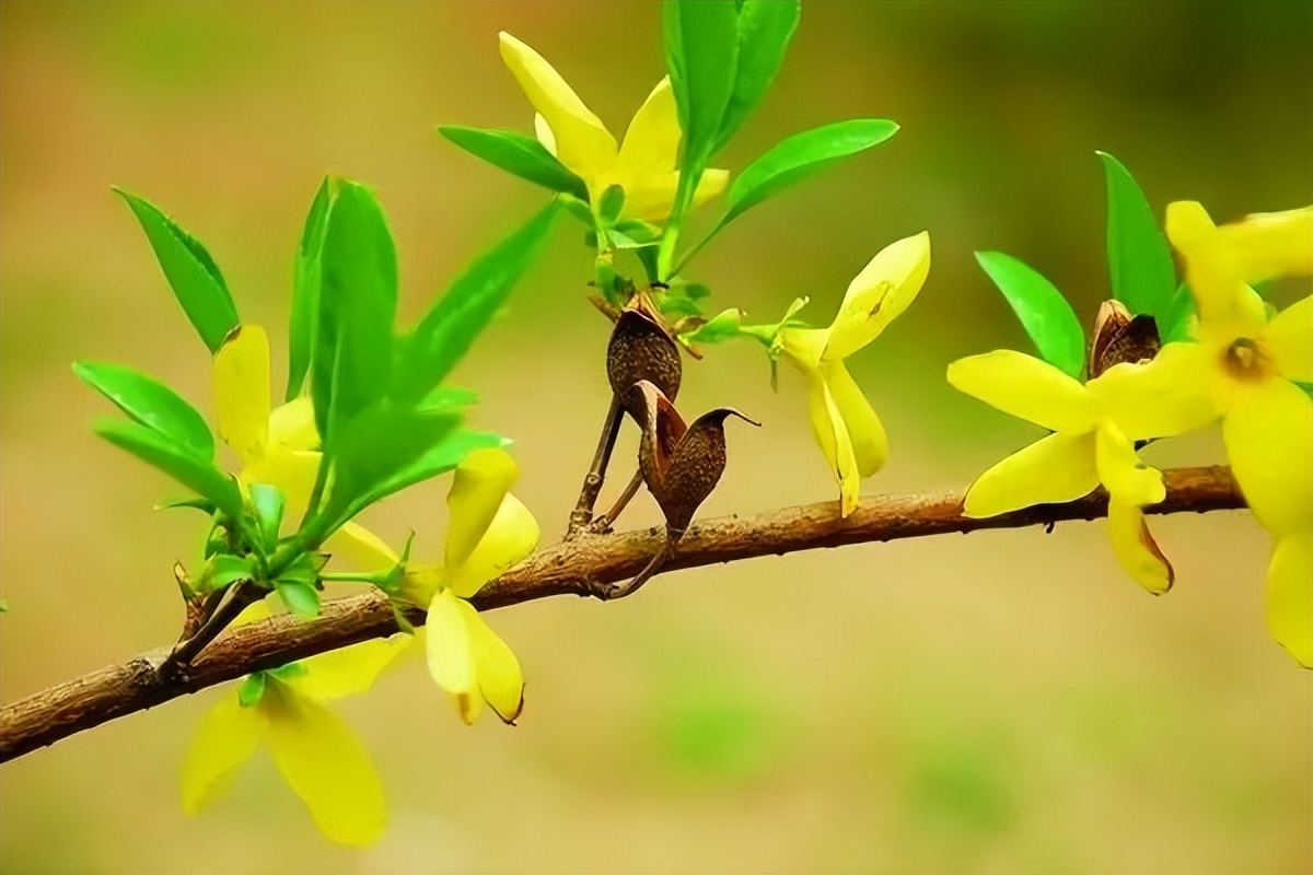 150种常见药用植物大全,150余种常见药用植物花期组图