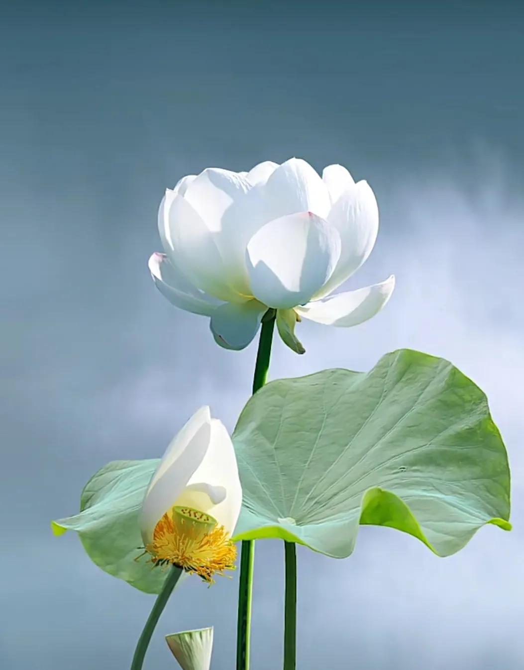 提波的悲剧：是单相思，是嫉妒，还是…