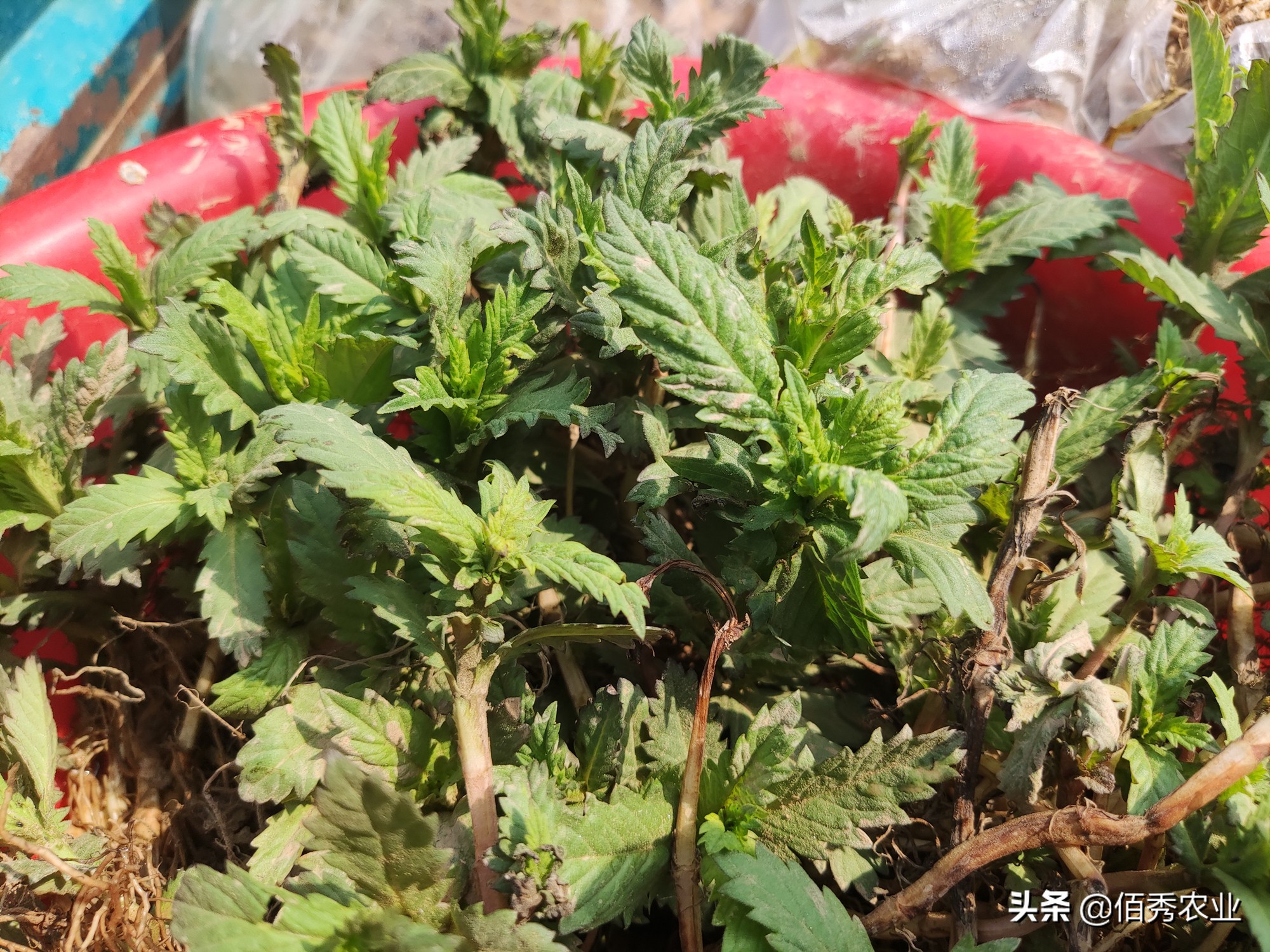 买虫草苗是不是骗人的,农村老人卖植物