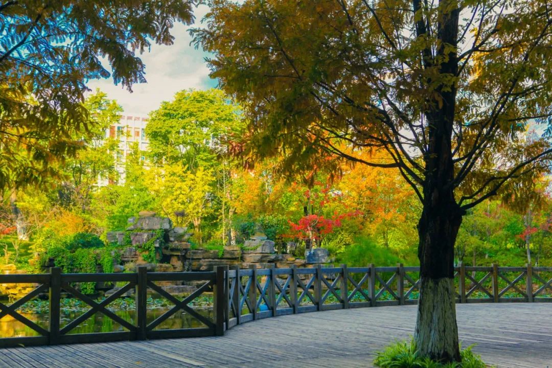 秋季限定|昆明九所学校，送你诗意校园里的一抹金