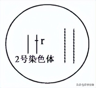 2024届高三生物模拟试题新高考,t8联考2022届第二次联考生物答案