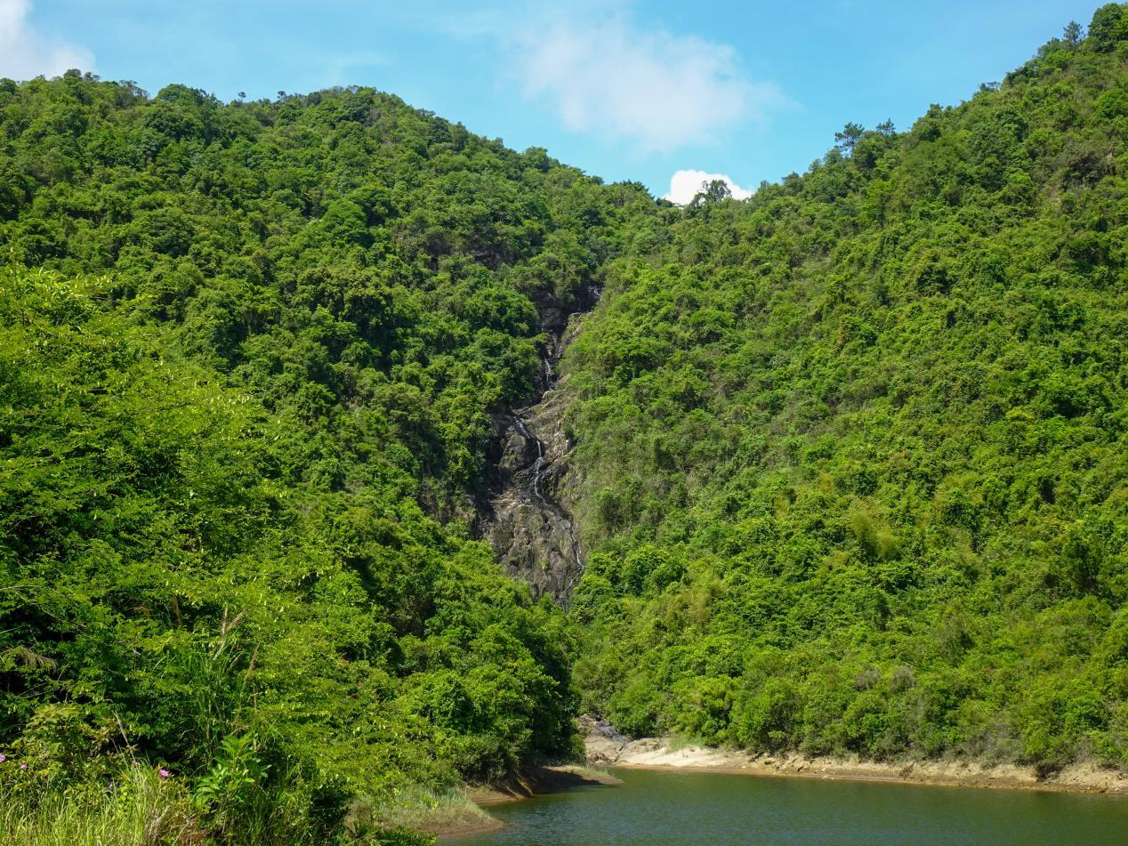 深圳坪山全域自然博物⑩|禾雀花步道:错过再等一年,“小精灵”禾雀花来啦!
