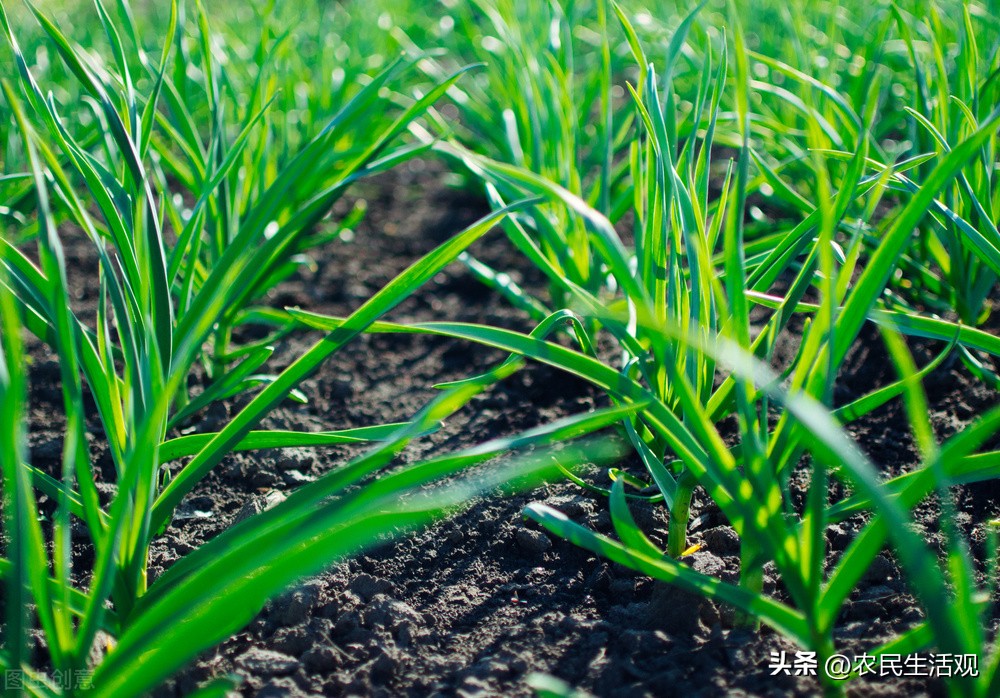 大蒜促根壮苗防冻打什么药,大蒜增根壮苗用什么药