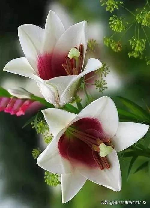 难得一见绝美一清二楚郁金香壁纸,难得一见雪景壁纸