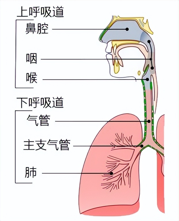 咳嗽痰多晚上发烧怎么回事,经常咳嗽需警惕哮喘