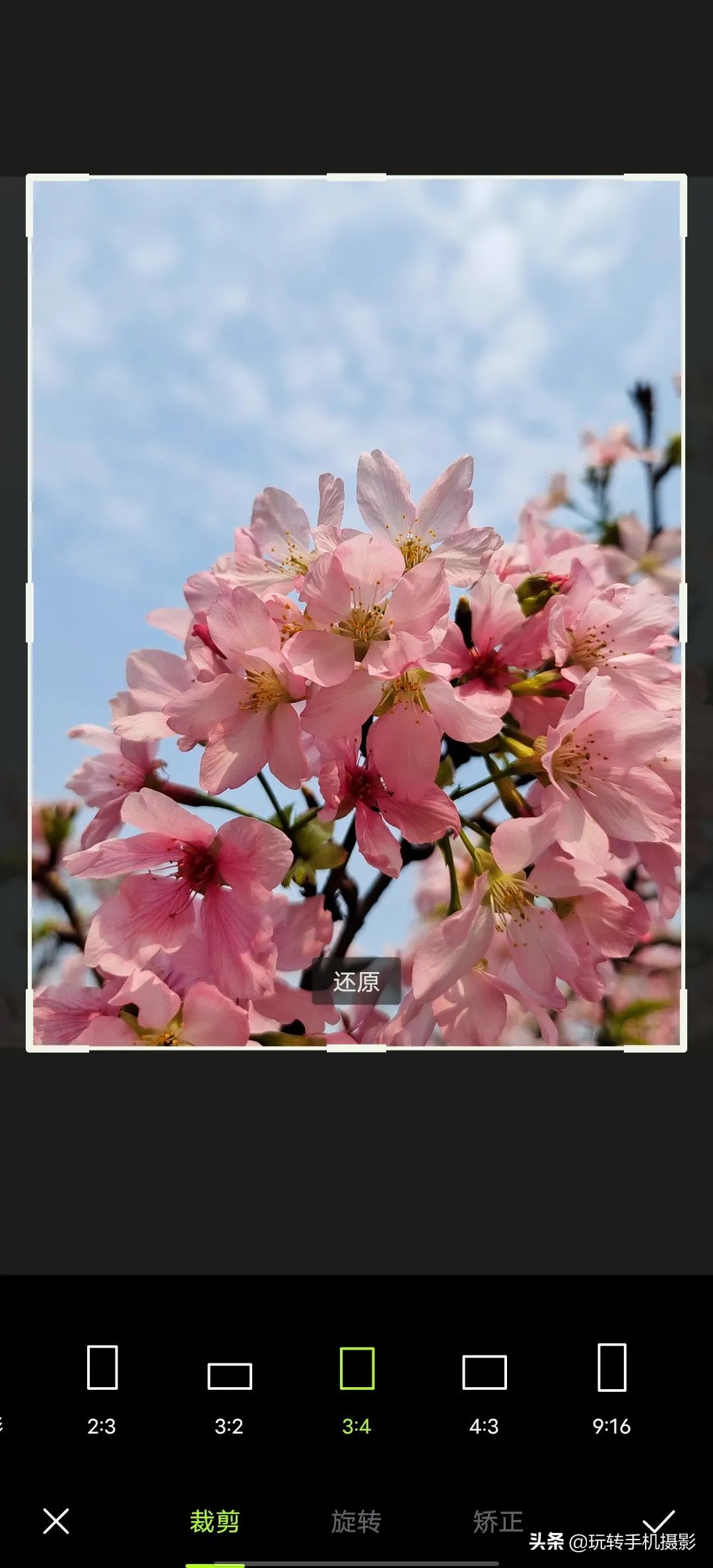 用什么可以拍出美丽花草的照片,6个技巧拍好花卉照片