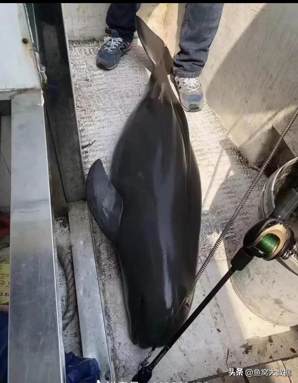 长江江豚吃什么呢,长江江豚以前可以吃吗