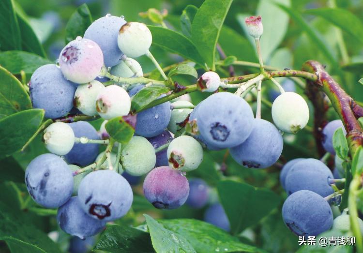 兔眼蓝莓和薄雾蓝莓能一起授粉么,兔眼绿宝石蓝莓陕西渭南能种植吗