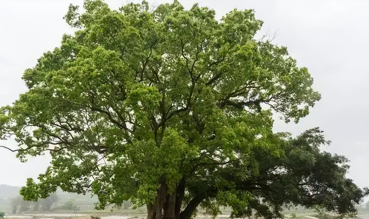 香樟树到底能不能砍伐,平凡却不简单的香樟树