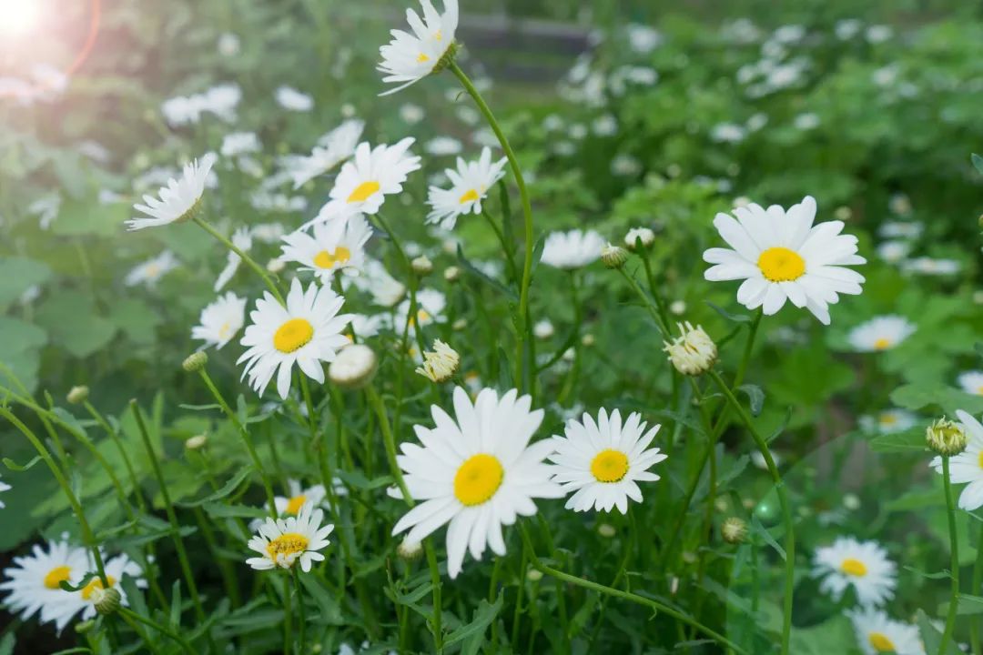 女人夜晚孤独寂寞的诗词,100句寂寞诗词总有一句触动你