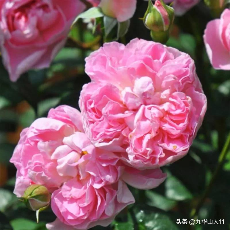 大花胖美人月季有几个品种,适合阳台养的大花月季品种