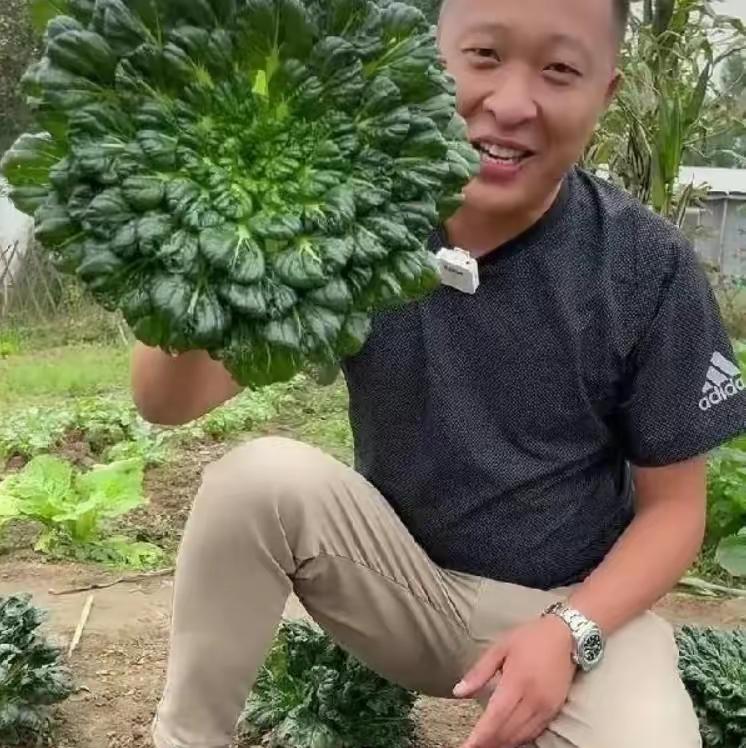 80后山东夫妻放弃5万月薪,95后小伙放弃30万年薪种菜