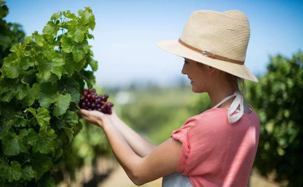 未来5年的农村行业,未来农村最有前景的十大行业