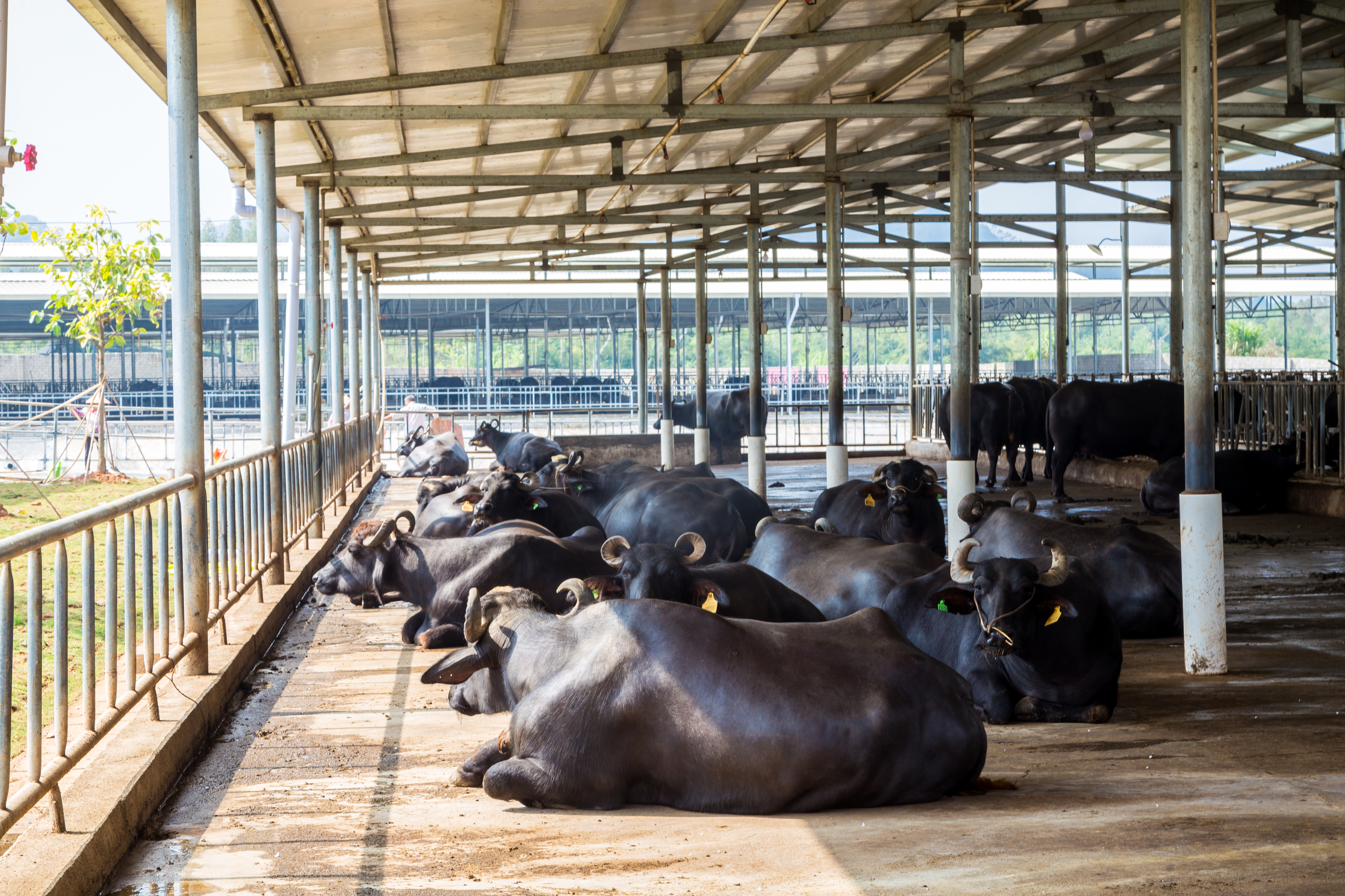 桂牛水牛乳业公司电话,广西桂牛水牛有限公司