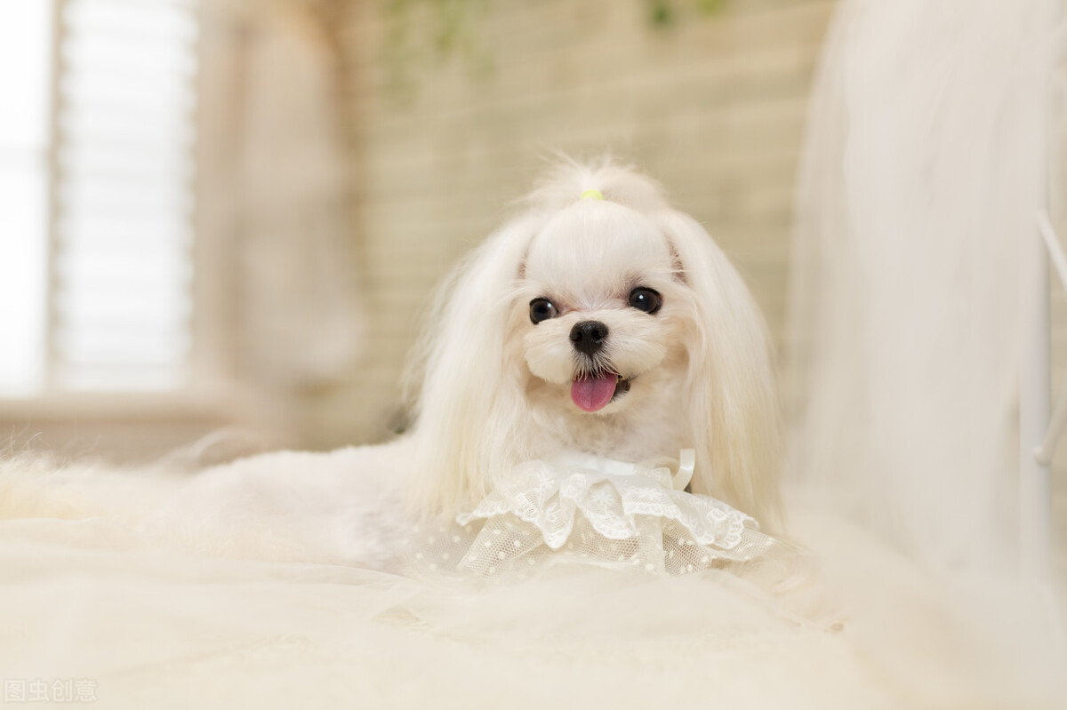 建议穷人新手养的10种小型犬可爱,十种最好养的小型犬好看的宠物