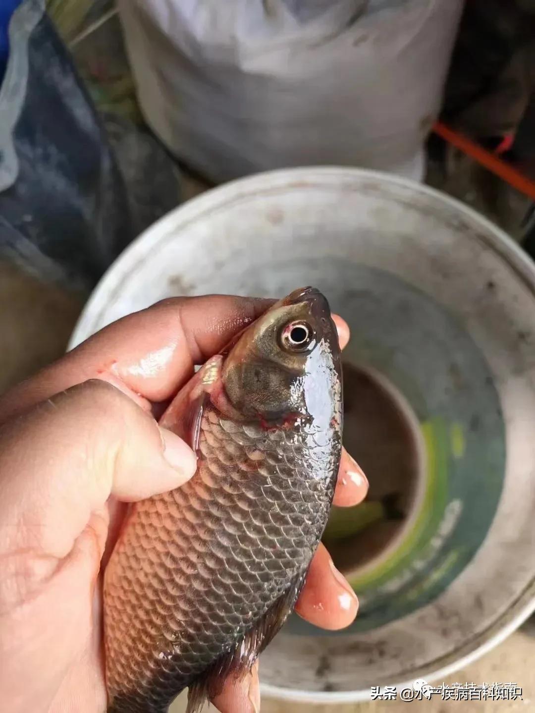 鲫鱼鳃出血病最新治疗方法,鳃出血怎么治