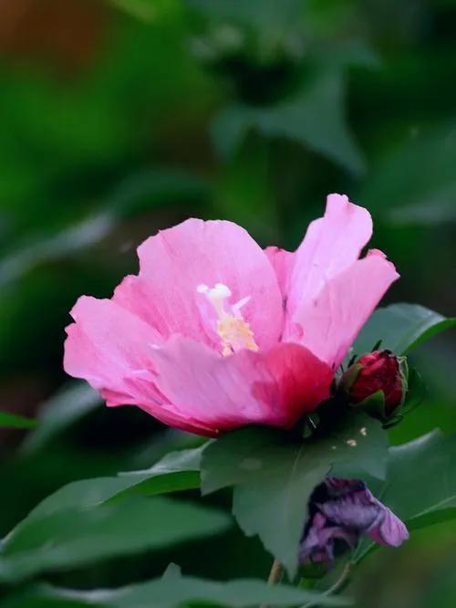 世界各国国花之韩国篇