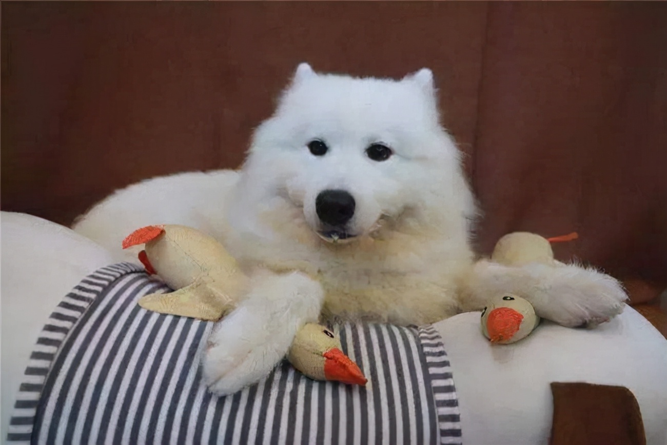 萨摩耶犬不吃饭怎么回事,萨摩耶不怎么吃怎么办