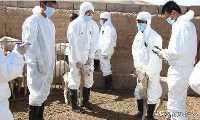 养羊的十大传染病,养羊须知预防哪几种传染病