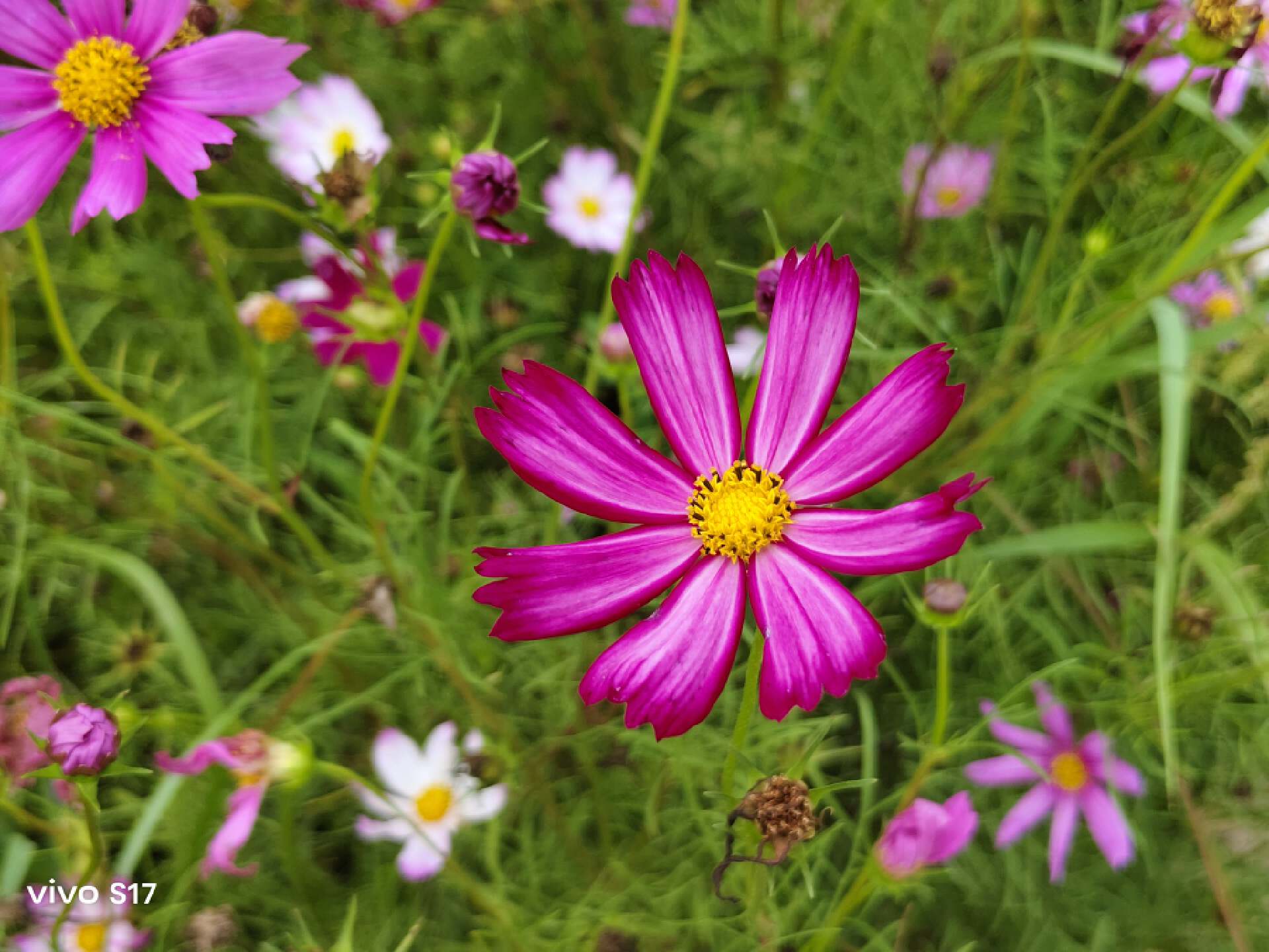 vivos17功能详细介绍,vivoS17系列正式发布