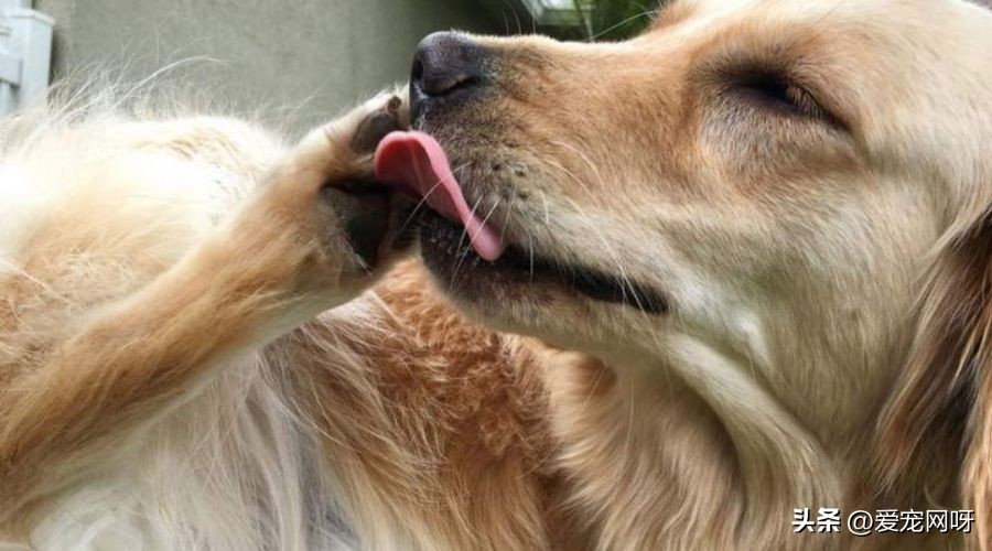 科学研究养狗有什么好处,狗狗为什么喜欢舔有脚气的脚