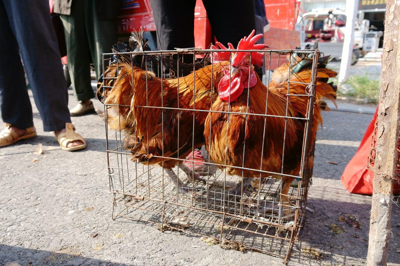 赶农村大集时，千万别买这4样东西，大多数是假货，买了就要上当