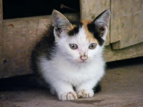 如何挑选健康猫咪,如何挑选一只健康的猫咪