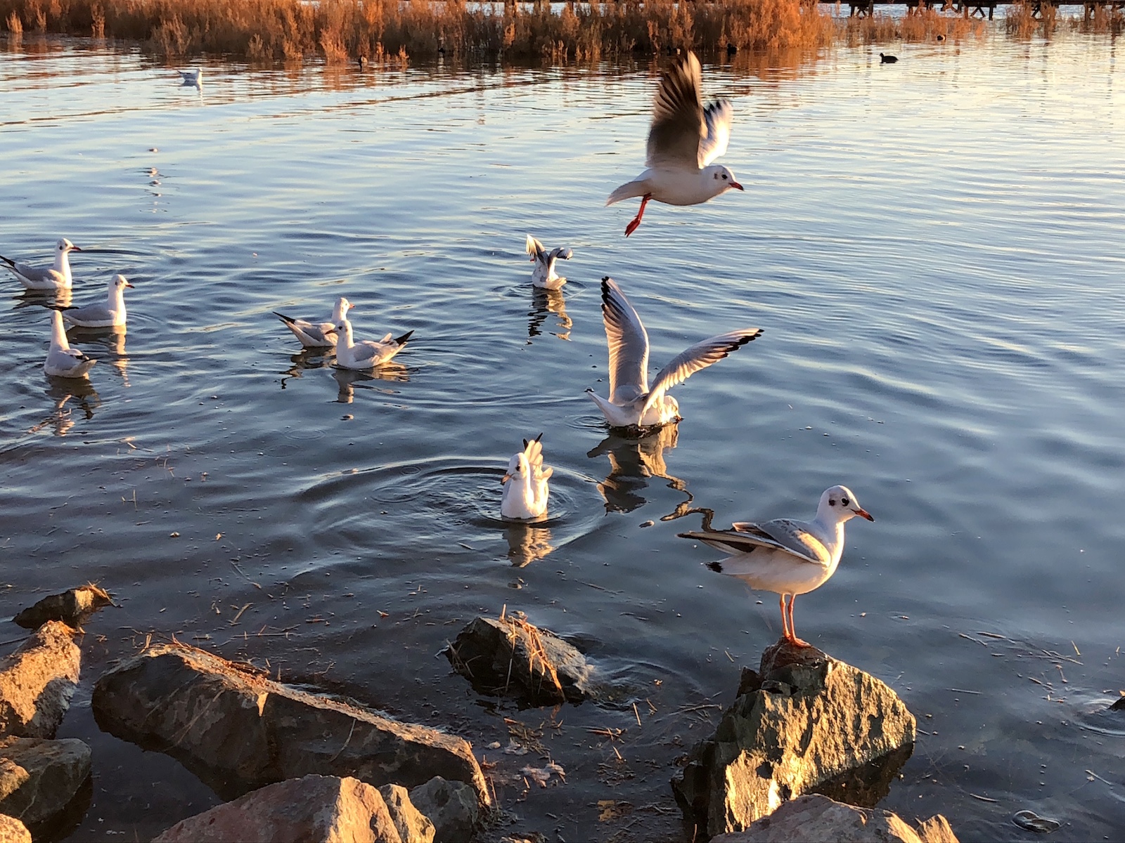 北京自驾额济纳胡杨林十天攻略,从北京到额济纳胡杨林线路