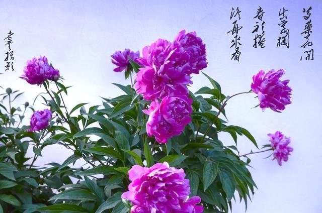 给最爱的Ta，送芍药还是玫瑰？