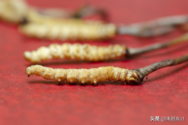 买冬虫夏草的骗局,冬虫夏草买卖要交税吗